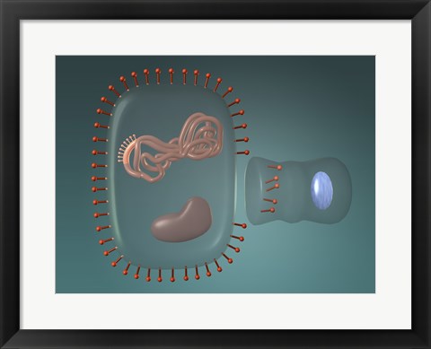 Framed Close-up of antigens produced in the human cell Print