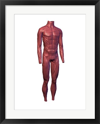 Framed Close-up of human muscles Print