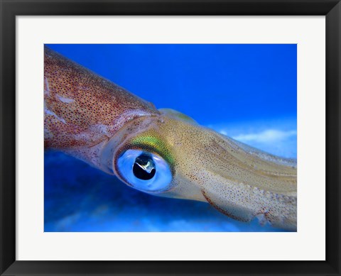 Framed Close-up of a squid underwater Print