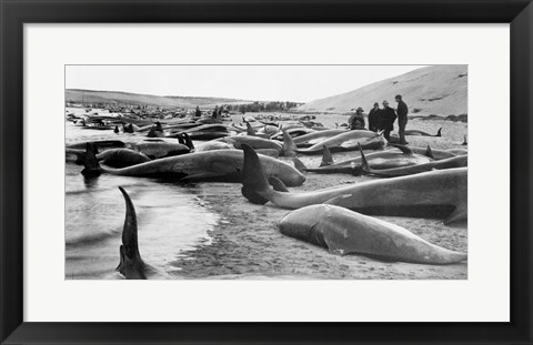 Framed Chase and capture of blackfish cape cod Print