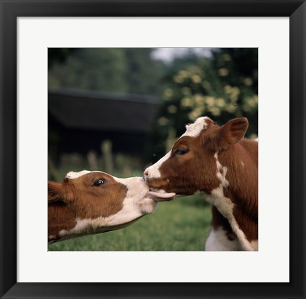 Framed Cow Kiss Print