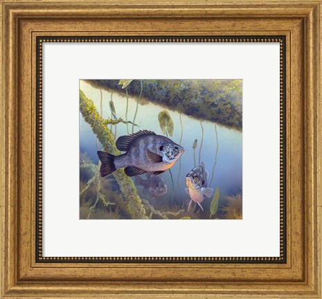 Framed Redear Sunfish Print