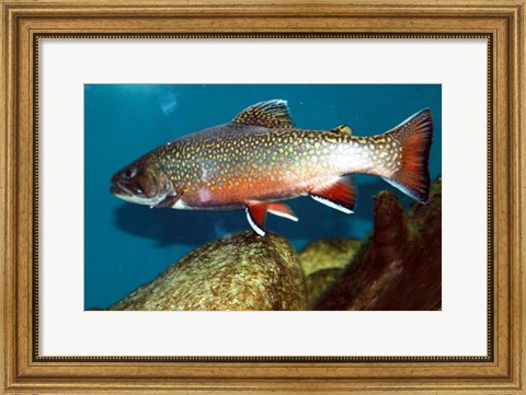 Framed Brook trout Print