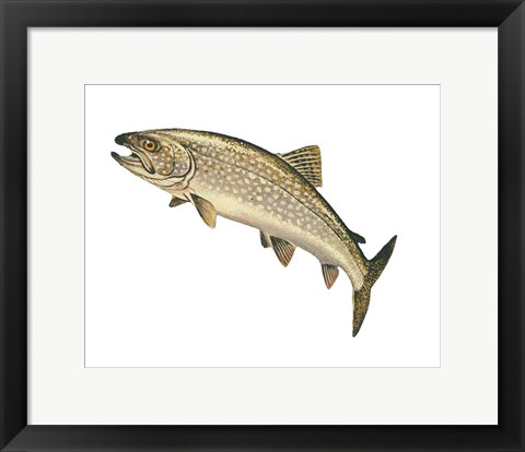 Framed Lake Trout Print