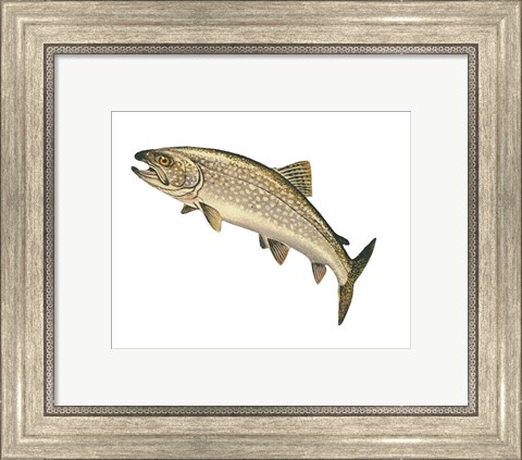 Framed Lake Trout Print