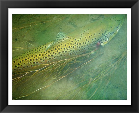 Framed Madison River Brown Trout Print