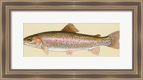 Framed Rainbow trout - long Print