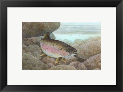 Framed Rainbow trout - swimming Print