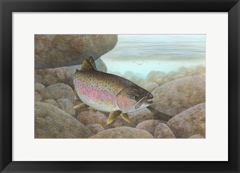 Framed Rainbow trout - swimming Print