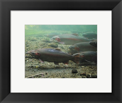 Framed Rainbow trout - photo Print