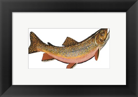 Framed Salvelinus Fontinalis Print