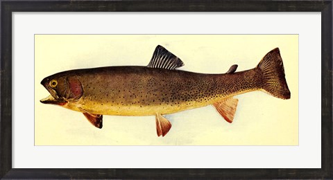 Framed Yellowstone cutthroat trout Print