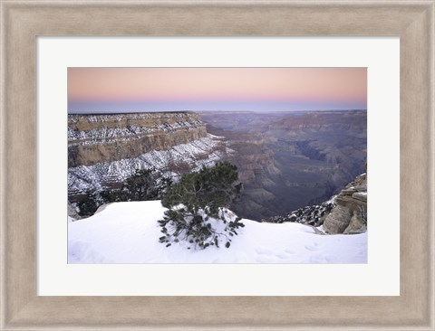 Framed High angle view of a tree on a snow covered mountain, South Rim, Grand Canyon National Park, Arizona, USA Print