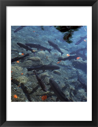 Framed Trout - under water Print