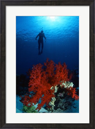 Framed Soft Coral Red Sea Print