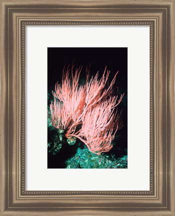 Framed Sea fan Print