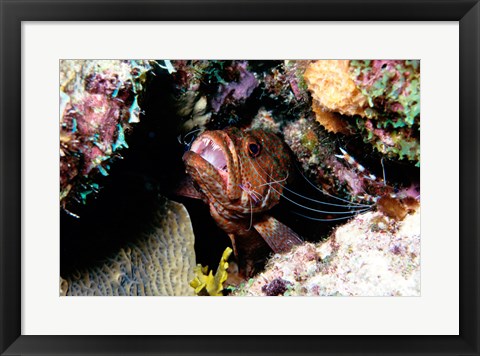 Framed Close-up of a grouper fish hiding, Bonaire, Netherlands Antilles Print