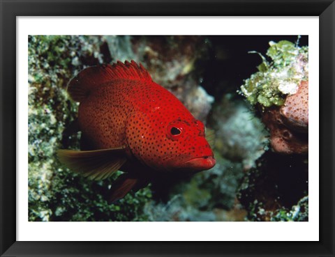 Framed Close-up of a coney fish swimming underwater, Cozumel, Mexico Print