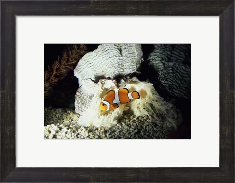 Framed Clown Fish and an Anemone Print