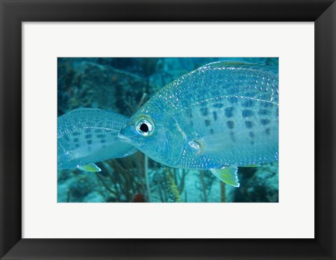 Framed Damselfish Print