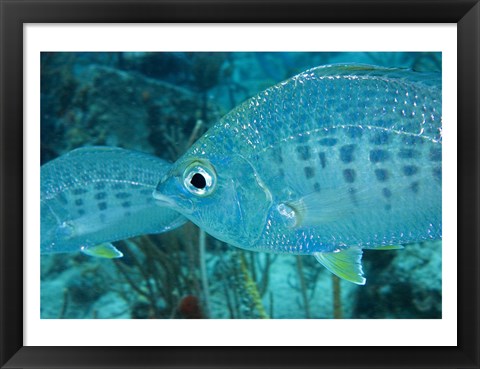 Framed Damselfish Print