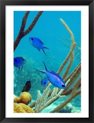 Framed Blue Chromis Fish Print