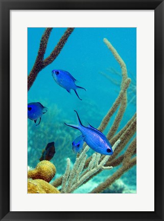 Framed Blue Chromis Fish Print