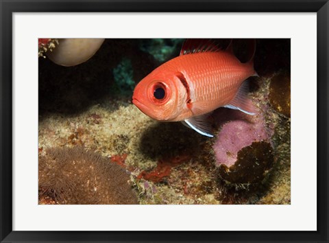 Framed Blackbar Soldierfish Print