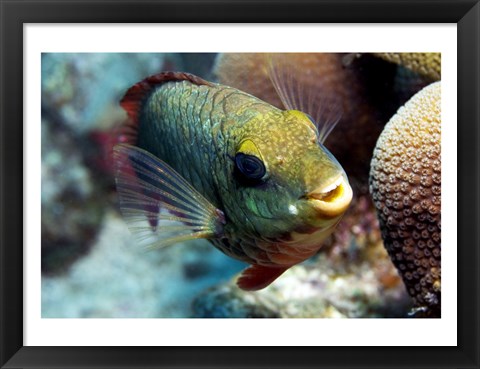 Framed Redband Parrotfish Print