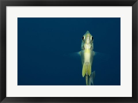 Framed Damselfish Print