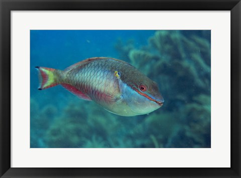 Framed Princess Parrotfish Print