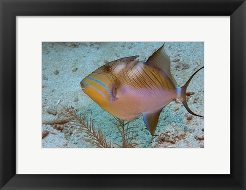 Framed Queen Triggerfish Print