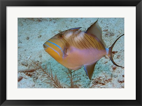 Framed Queen Triggerfish Print