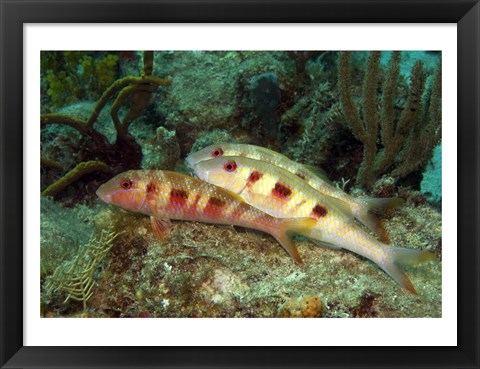 Framed Spotted Goatfish Print