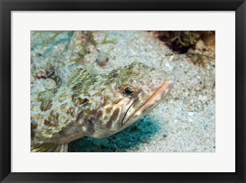 Framed Lizardfish Print