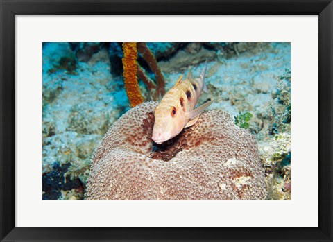 Framed Close-up of a goatfish swimming underwater Print