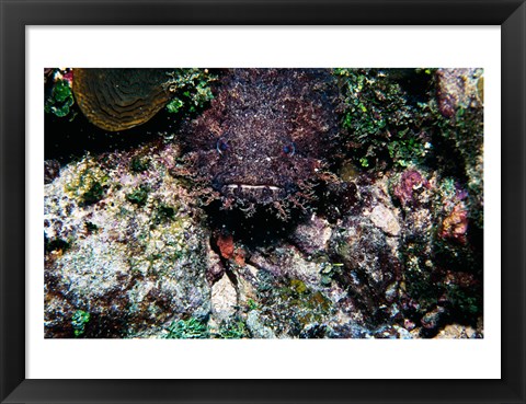 Framed High angle view of a toadfish Print