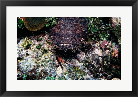 Framed High angle view of a toadfish Print