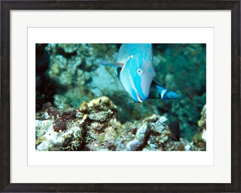 Framed Close-up of a Stoplight Parrotfish swimming underwater Print