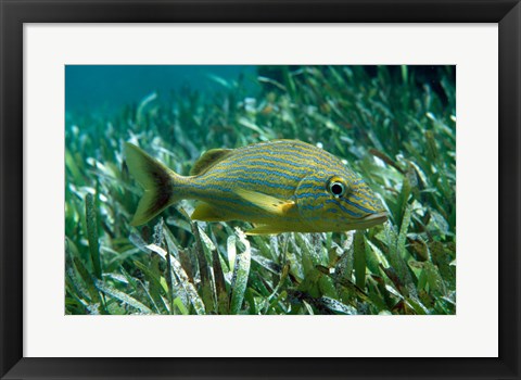 Framed Side profile of a Blue Striped Grunt Print