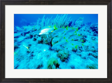 Framed School of French Grunts swimming underwater, Bonaire, Netherlands Antilles Print