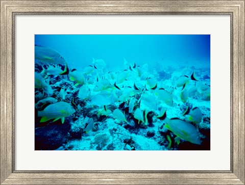 Framed School of Blue Striped Grunts swimming underwater, Belize Print