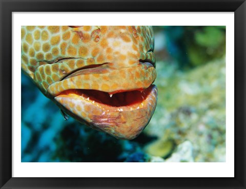 Framed Close-up of the mouth of a Juvenile Grouper, Belize Print