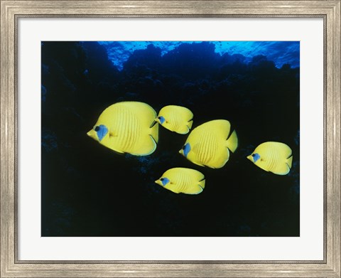 Framed Close-up of five Lemon Butterflyfish swimming underwater Print