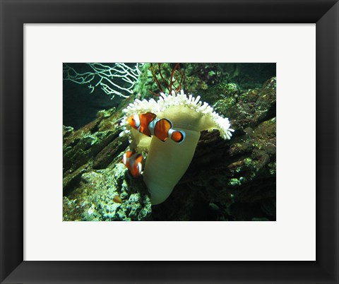 Framed Clown Fish Print