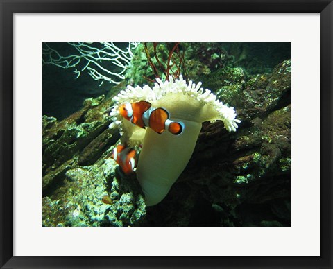 Framed Clown Fish Print