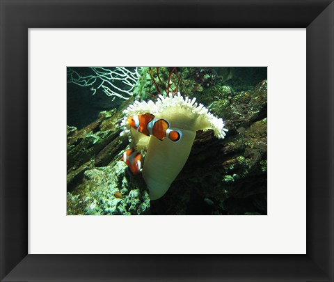 Framed Clown Fish Print