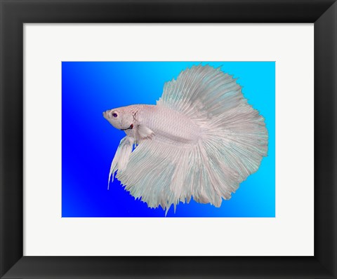 Framed White Betta Fish Print