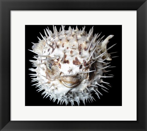 Framed Poisson - Lune Print