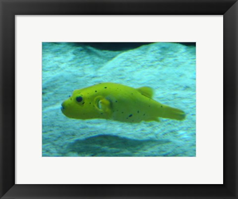 Framed Puffer Fish Print